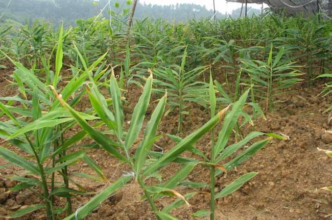 生姜秋延迟种植技术 秋季生姜栽培技术