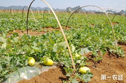 香瓜露地种植技术视频 香瓜露地种植技术视频教程