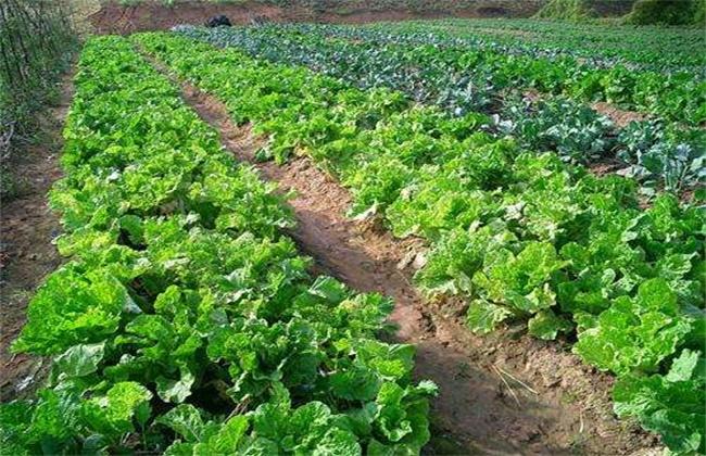 露地蔬菜冬季种植技术 露地蔬菜冬季种植技术要点