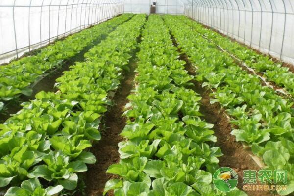 露地蔬菜冬季种植技术 露地蔬菜冬季种植技术要点