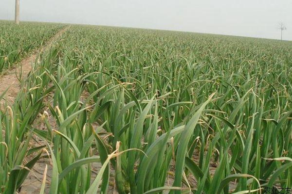 大蒜种植高产技术视频 大蒜种植高产技术视频教程