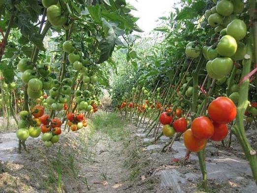 西红柿种植技术视頻 西红柿种植技术视频农厂天地