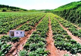 中药种植技术和前景 中药种植技术和前景有关吗