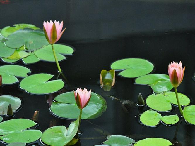 水莲花种植技术 水莲花种植技术与管理