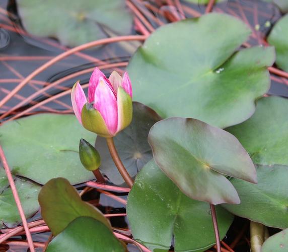 水莲花种植技术 水莲花种植技术与管理