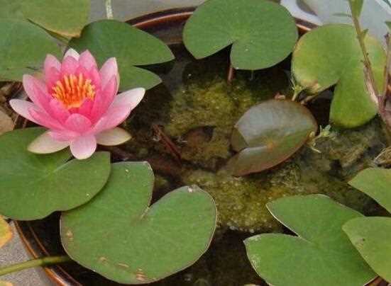 水莲花种植技术 水莲花种植技术与管理