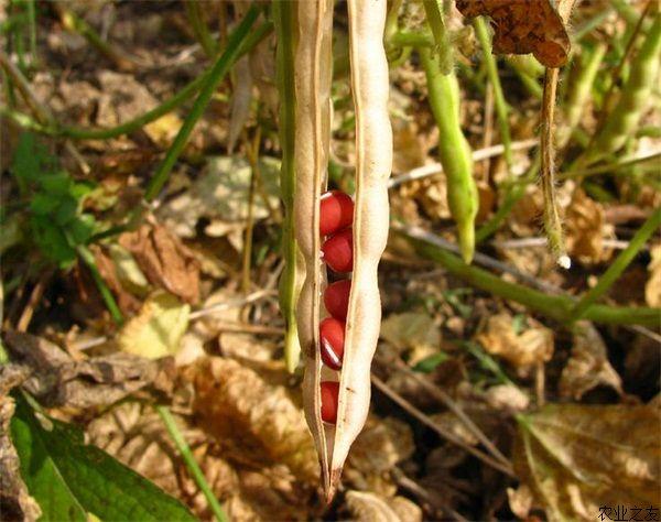 天津武清红小豆种植技术（2021年种红小豆前景怎么样）