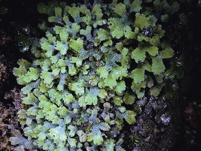 小蛇苔种植技术（小蛇苔种植技术视频）