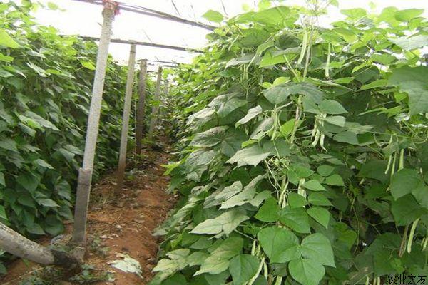 芸豆种植技术冬天 芸豆种植技术冬天可以种吗