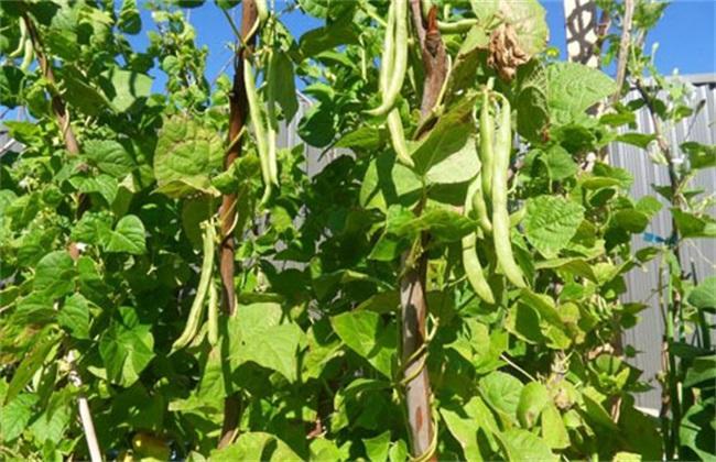 芸豆种植技术冬天 芸豆种植技术冬天可以种吗