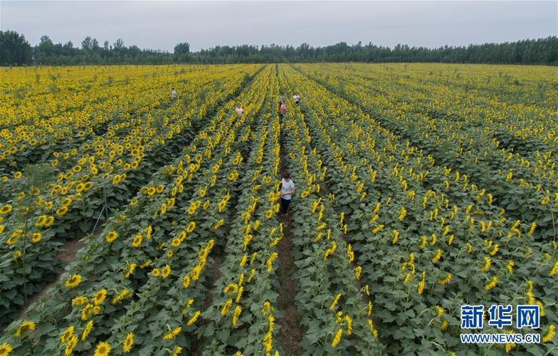 油葵高产种植技术 油葵高产种植技术视频