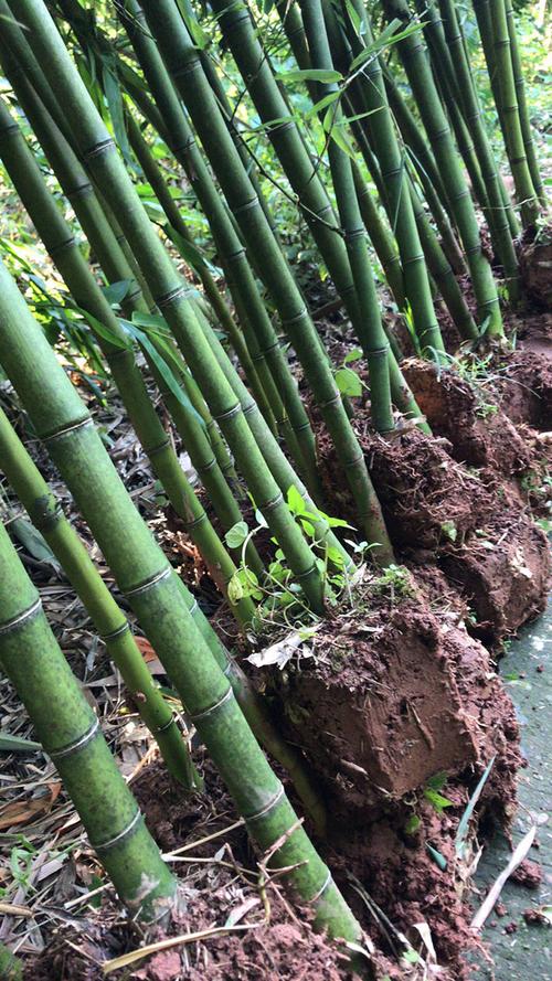 种植竹子有哪些技术（怎样种植竹子成功率高）