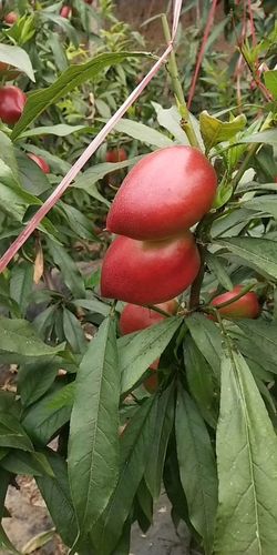 蒙阴黄油桃种植技术（蒙阴黄油桃种植技术与管理）