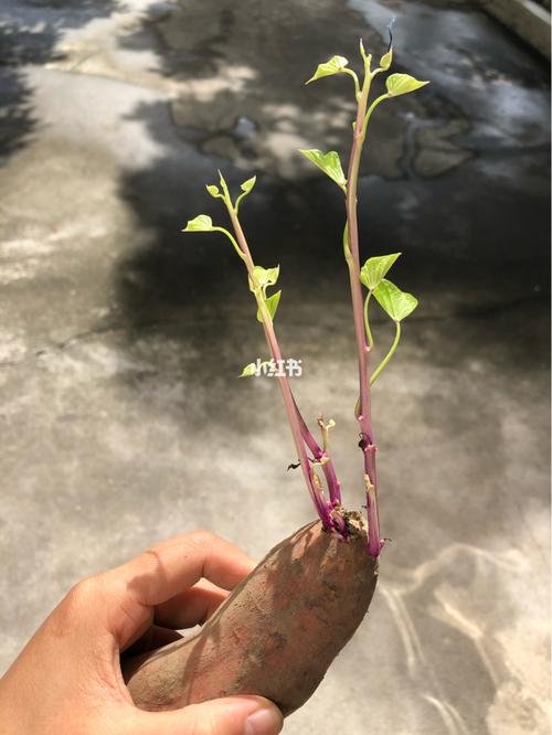 地瓜芽的种植技术 地瓜芽的种植技术与管理