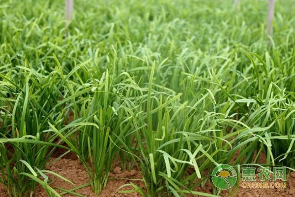 韭菜种植技术要点 韭菜种植技术要点有哪些