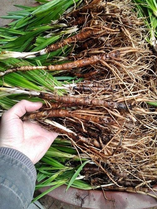 仙茅根种植技术图片 仙茅根种植技术图片大全