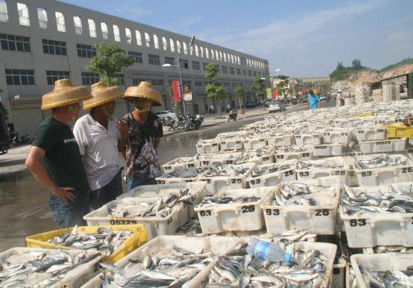 福建养殖海鲜招工信息（福建海上养鱼招工）