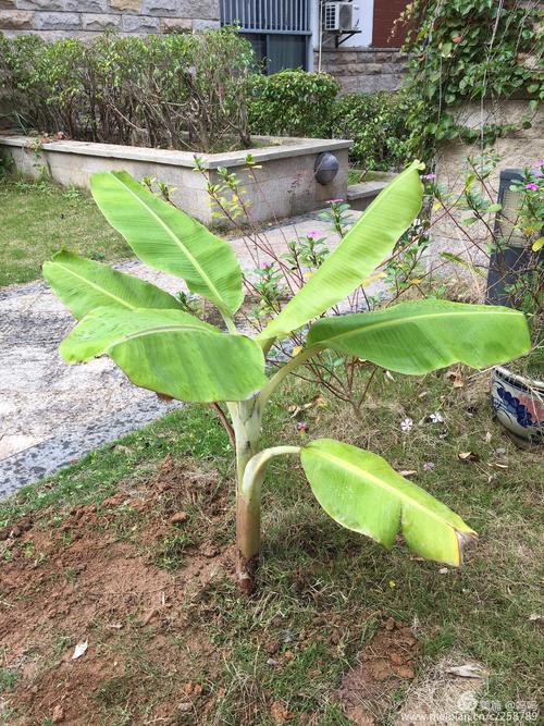 香蕉树苗怎么种植技术 香蕉树苗怎么种植技术视频