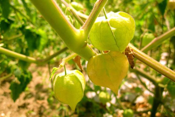 菇凉果种植技术 菇凉果种植技术视频