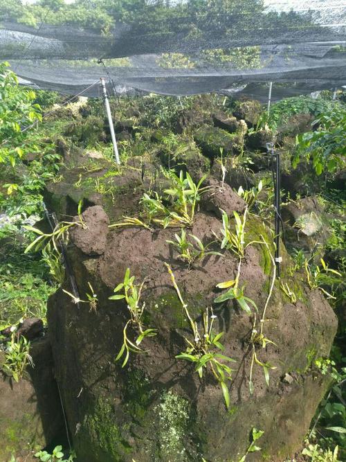 北京石斛种植技术（石斛种植基地）