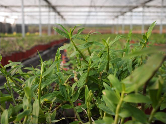 北京石斛种植技术（石斛种植基地）