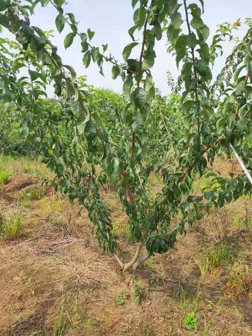 李子树挂果种植技术与管理（李子树挂果后需要修剪吗）