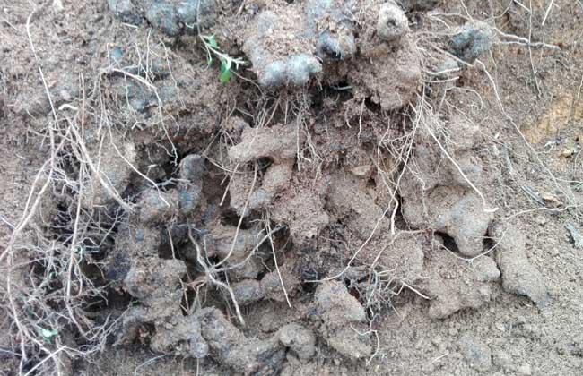 野猪苓的种植技术 野猪苓的种植技术与管理