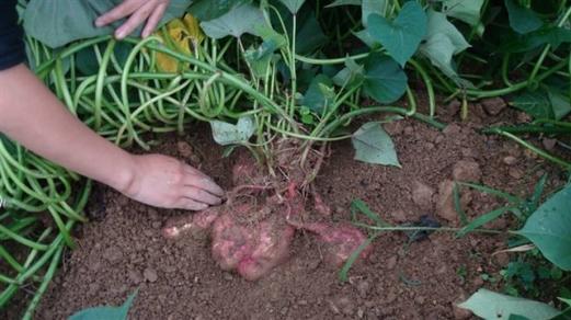 红著种植技术视频 红薯种植技术视频播放