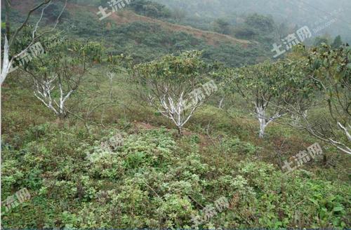 成都种植养殖转让信息平台（成都种植基地）