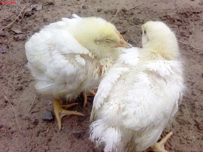 鸡豆怎样种植技术 鸡豆怎样种植技术视频