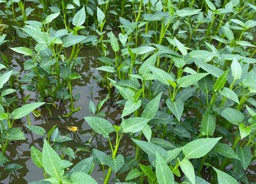 水生竹叶菜种植技术 水生竹叶菜种植技术视频