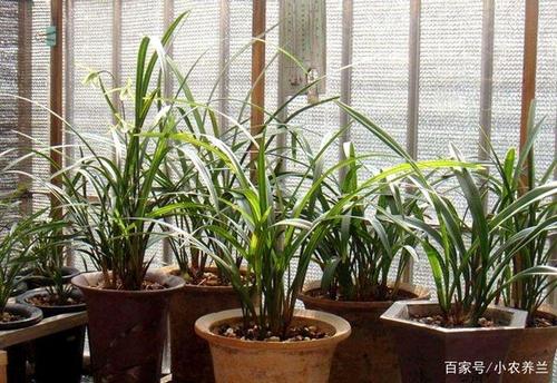 兰花阳台种植技术（兰花阳台养殖）