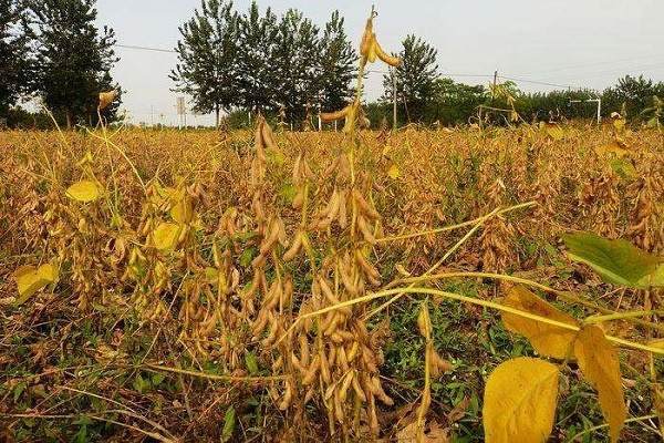 黄豆种植施肥技术 黄豆种植施肥技术与时间