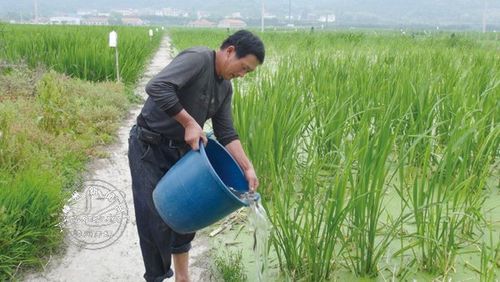 茭白泥鳅混养种植技术 茭白泥鳅混养种植技术视频