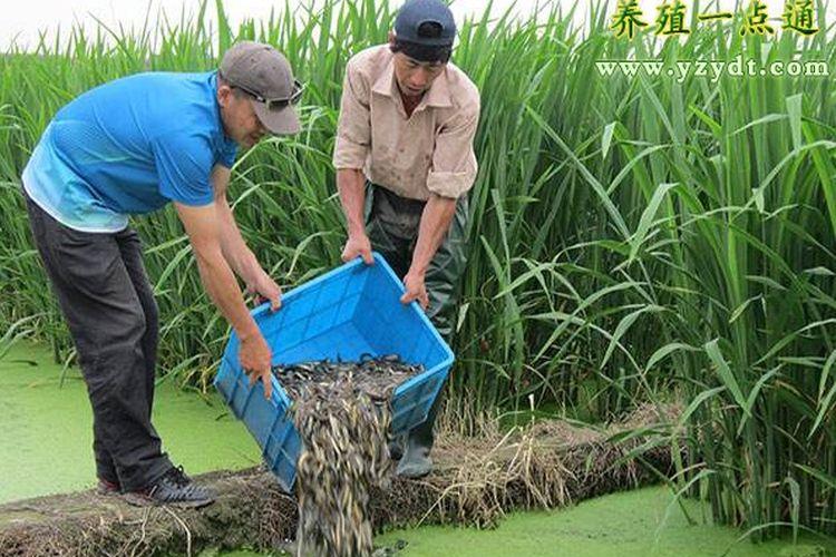 茭白泥鳅混养种植技术 茭白泥鳅混养种植技术视频