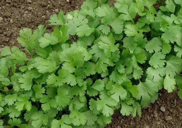 夏季种植香菜技术视频 夏季种植香菜技术视频教程