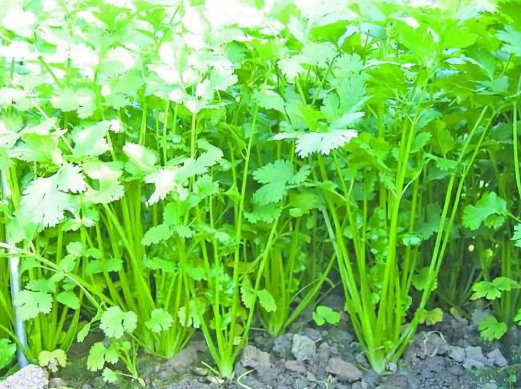 夏季种植香菜技术视频 夏季种植香菜技术视频教程