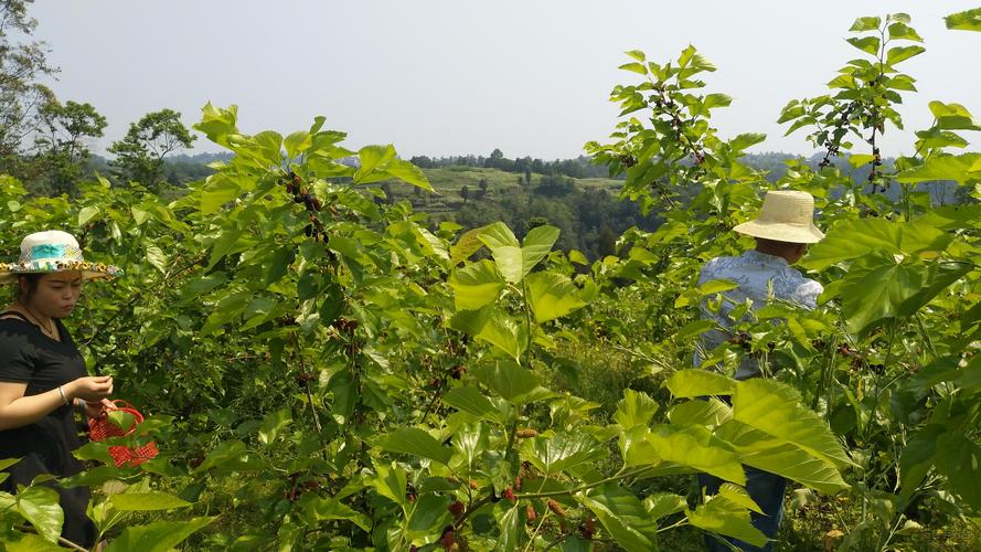 露天桑椹的种植技术 露天桑椹的种植技术有哪些