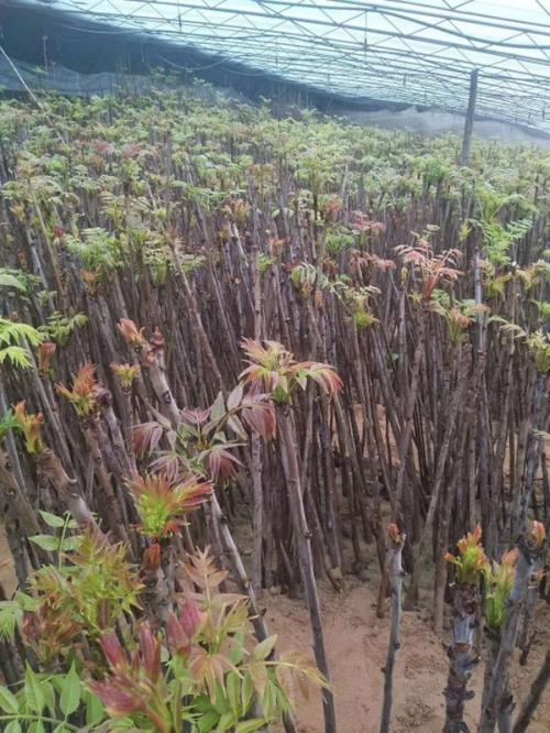 香春怎么种植技术 香春怎么种植技术视频