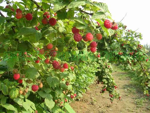 东北树莓种植技术视频 东北树莓种植技术视频教程