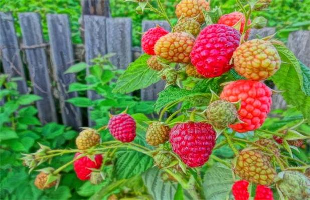 东北树莓种植技术视频 东北树莓种植技术视频教程