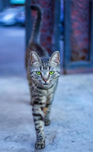 汽车资讯花猫-花猫 花